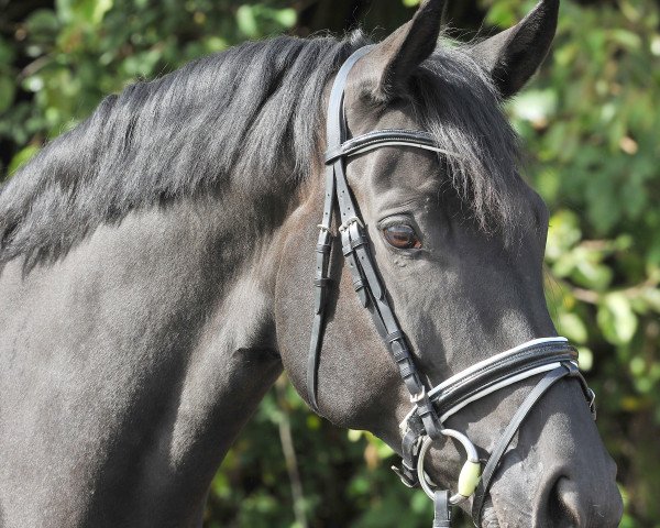 horse Sayonara (Württemberger, 2009, from Birkhof's Sirtaki)