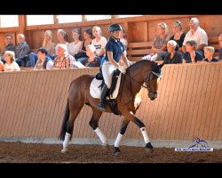 jumper Terra Alizée (Welsh-Cob (Sek. D), 2010, from Millstone Caerleon)