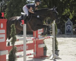 jumper Dajana 86 (Hanoverian, 2006, from Don Frederico)