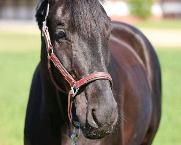 dressage horse Da Vinci 224 (Oldenburg, 2010, from Desperados FRH)