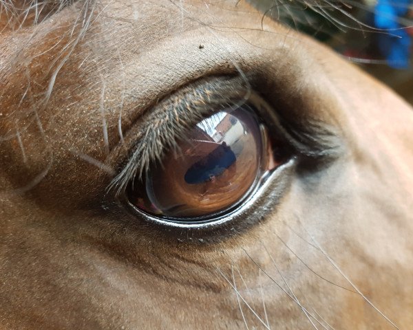 Springpferd Caramac 4 (Holsteiner, 2010, von Clarimo Ask)