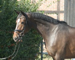 broodmare Vienna PJ (Hanoverian, 2013, from Voltaire)