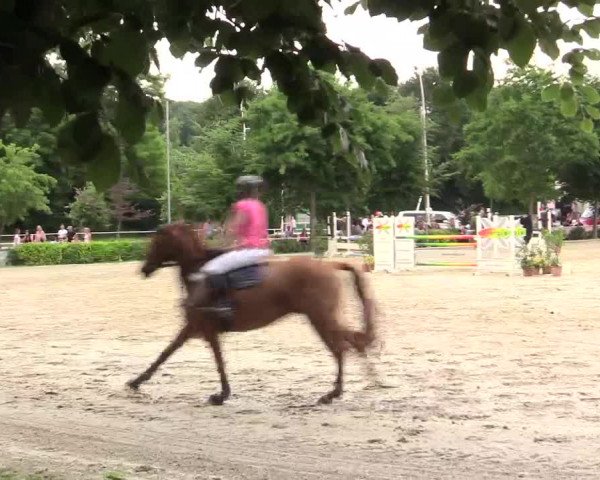 Reitturnier Bochum-Nord 2017