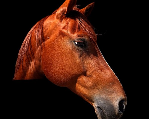 horse Gamble Whiz Jac (Quarter Horse, 2012, from JD Colonel Whiz)