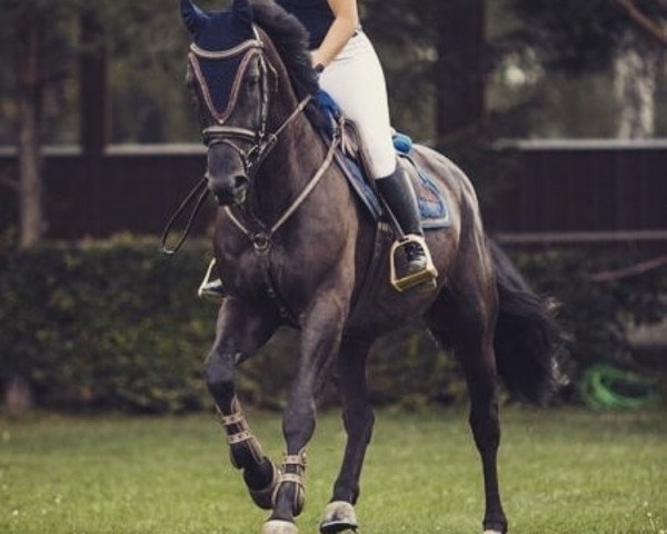 horse Black Pearl LM (Oldenburg show jumper, 2012, from Amman)