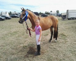 dressage horse Donnerbuddy 2 (German Riding Pony, 2014, from Donnerwetter)