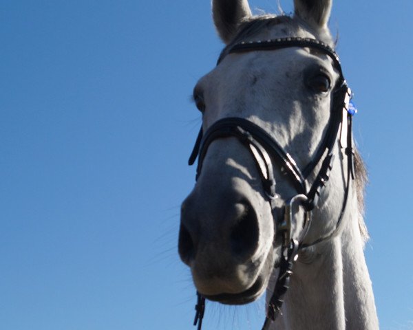 horse Rheinstern (Thoroughbred, 2008, from Sternkönig xx) horse Rheinstern (Thoroughbred, 2008, from Sternkönig xx)