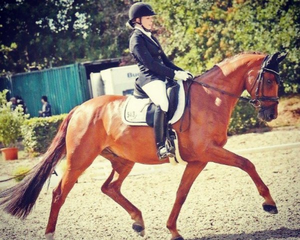 Dressurpferd Romero Guardini (Oldenburger, 2011, von Blue Hors Romanov)
