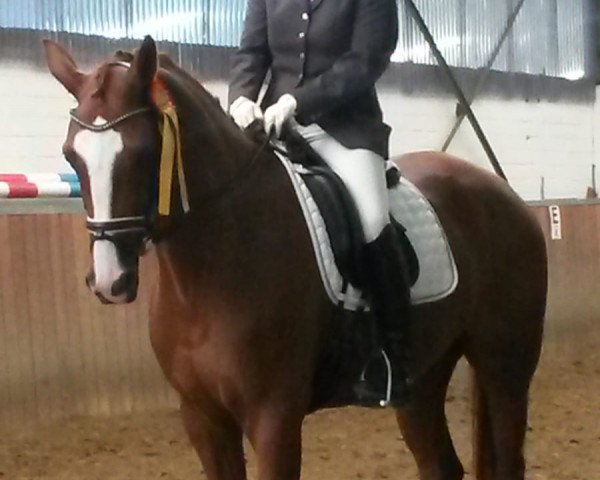 Dressurpferd Feine Piccolina H (Westfale, 2012, von Fürst Piccolo)
