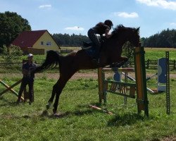 Springpferd Aleika 6 (unbekannt, 2002)
