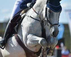 jumper Lollipop 144 (German Sport Horse, 2004, from L'Ami)