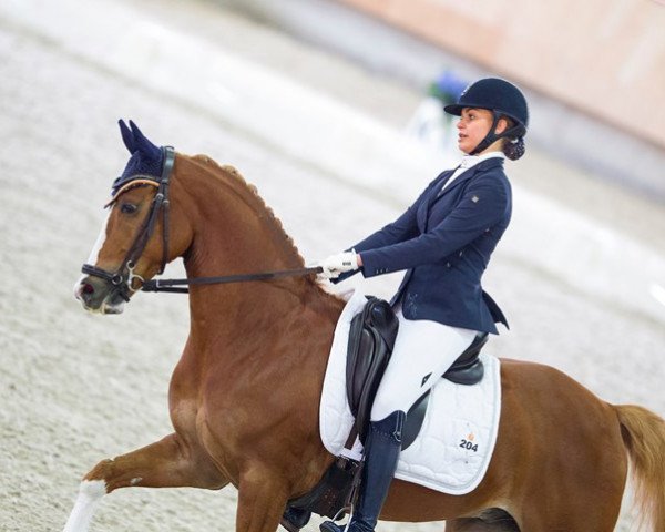 dressage horse Reedborder Amazing (Welsh, 2008, from Bodo)