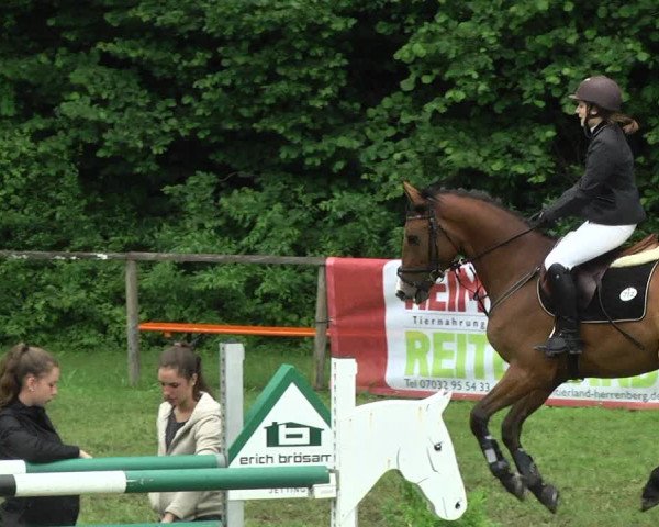 Reitturnier Jettingen 2017