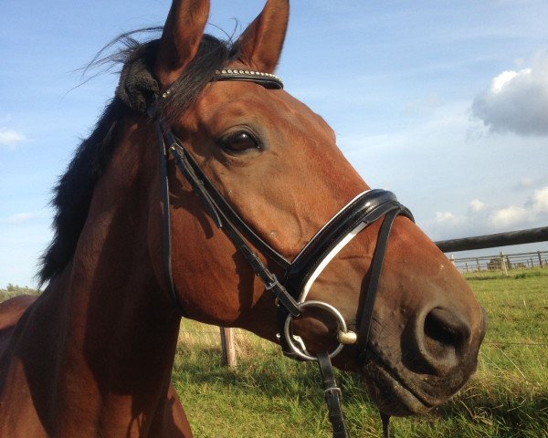 dressage horse Linus (Trakehner, 2008, from Kaiserkult TSF)