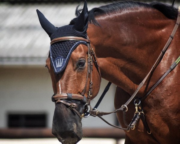 dressage horse Frühlingsstern (Sachse, 2003, from Frühlingsbote)