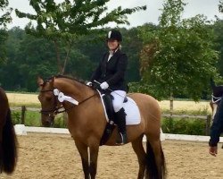 dressage horse Destination Calabria (German Riding Pony, 2013, from Duke G)