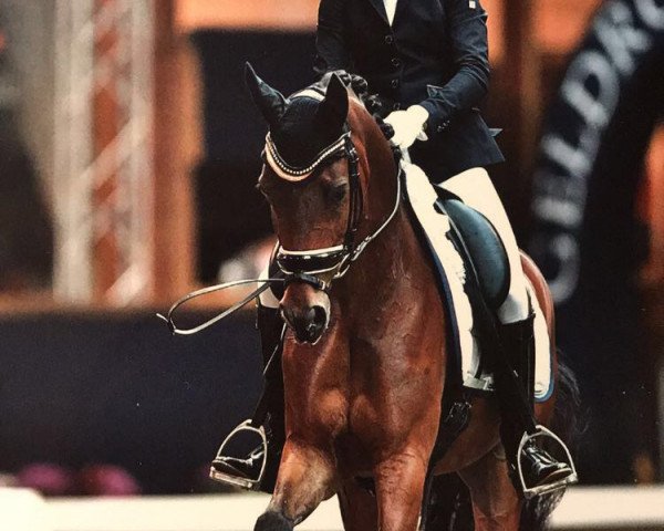 dressage horse Waddenhoek's Merlin (Nederlands Welsh Ridepony, 2009, from Heitrak's Marvin)