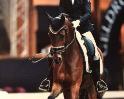 dressage horse Waddenhoek's Merlin (Nederlands Welsh Ridepony, 2009, from Heitrak's Marvin)