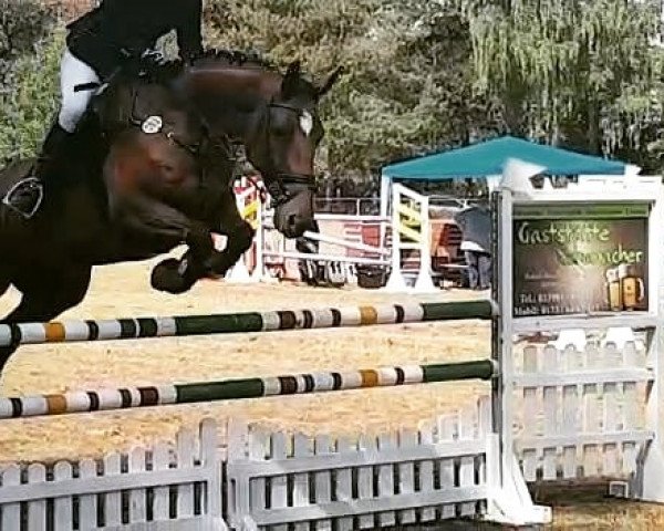 Cavallo da salto Contigo 40 (Cavallo Sportivo Tedesco, 2008, di Contendro I)