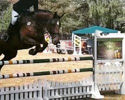 jumper Contigo 40 (German Sport Horse, 2008, from Contendro I)