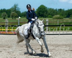 dressage horse Pava 5 (Little German Riding Horse, 1994, from Unbekannt Pony)