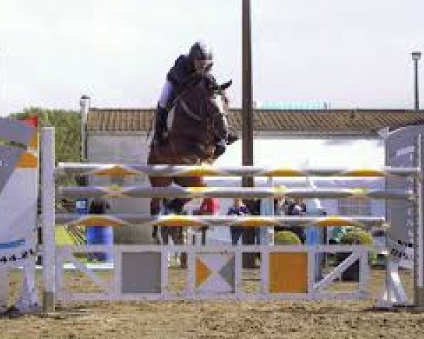 stallion Vedet van de Vondelhoeve (German Riding Pony, 2003, from Vivaldi)
