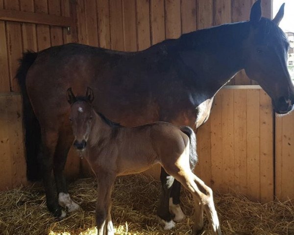 horse Sankt Goar R (Hanoverian, 2018, from Stalypso)