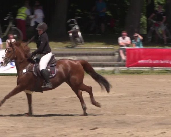 Reitturnier Mönchengladbach-Wickrath 2017
