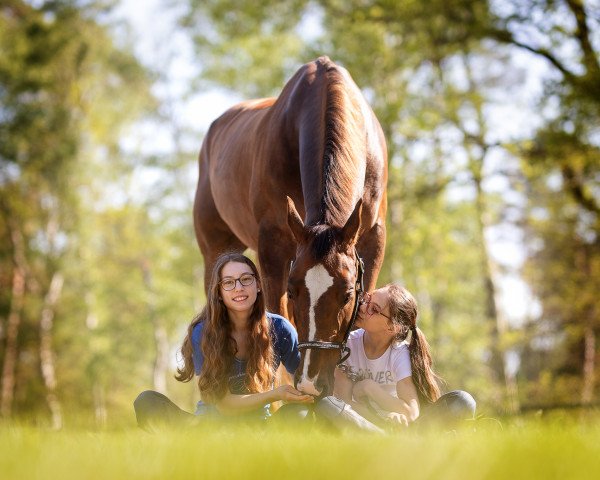 jumper Cody K (Zangersheide riding horse, 2007, from Converter I)
