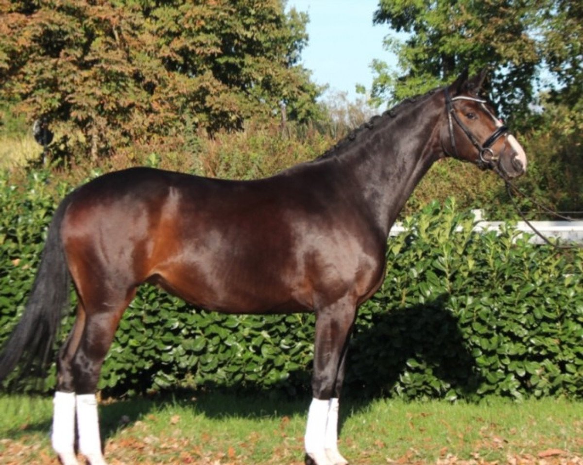 dressage horse Fürstin 91 (Hanoverian, 2017, from Fürst Belissaro)