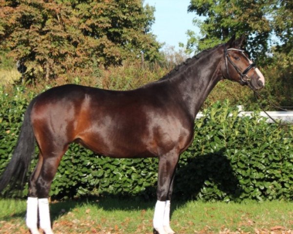 dressage horse Fürstin 91 (Hanoverian, 2017, from Fürst Belissaro)