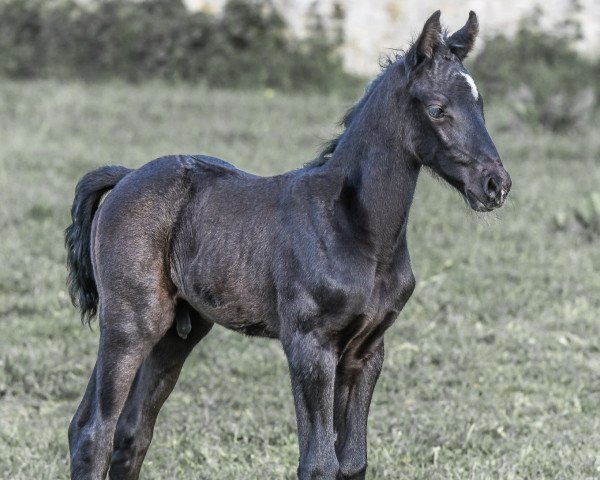 Pferd Kaethano (Hannoveraner, 2019, von Karajan)