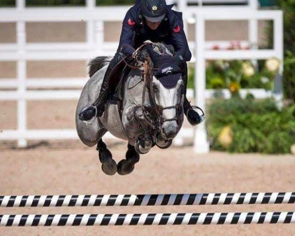 broodmare Irenice Horta (Belgian Warmblood, 2008, from Vigo d'Arsouilles)