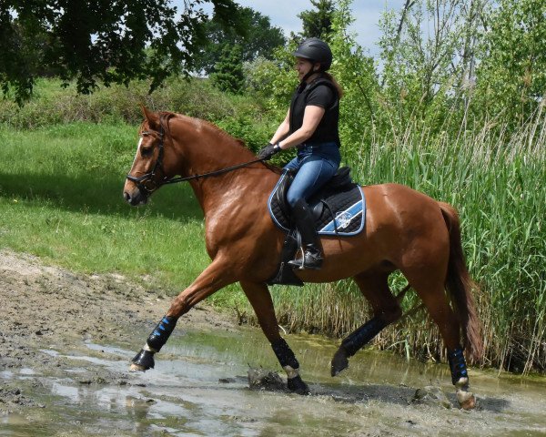 dressage horse Quite Late (Rhinelander, 2013, from Quotenkoenig 2)