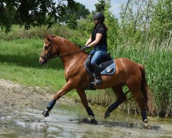 dressage horse Quite Late (Rhinelander, 2013, from Quotenkoenig 2)