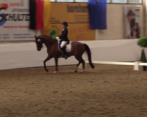 Reitturnier Borken 2017