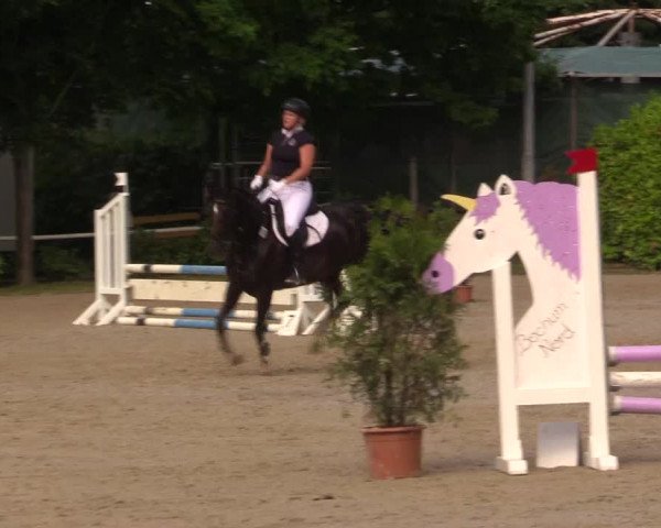 Reitturnier Bochum-Nord 2017