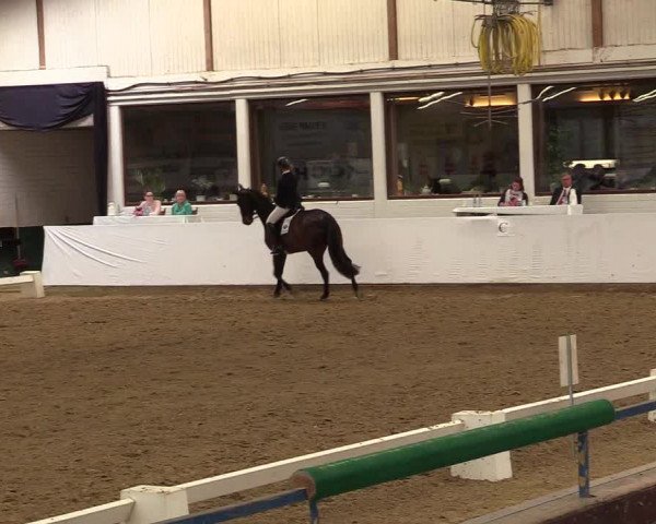 Reitturnier Borken 2017