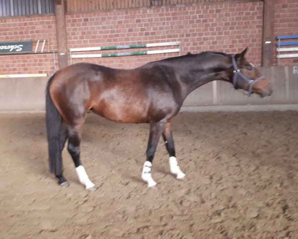 horse Melbourne (Westphalian, 2015, from Monte Bellini)