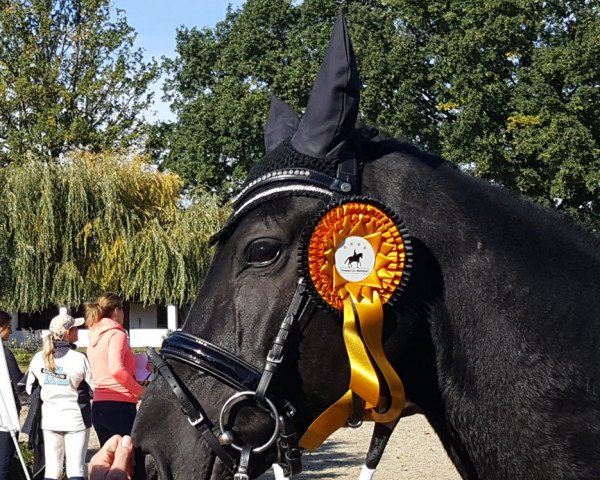 dressage horse Fine chap (Hanoverian, 2012, from Fuechtels Floriscount OLD) dressage horse Fine chap (Hanoverian, 2012, from Fuechtels Floriscount OLD)