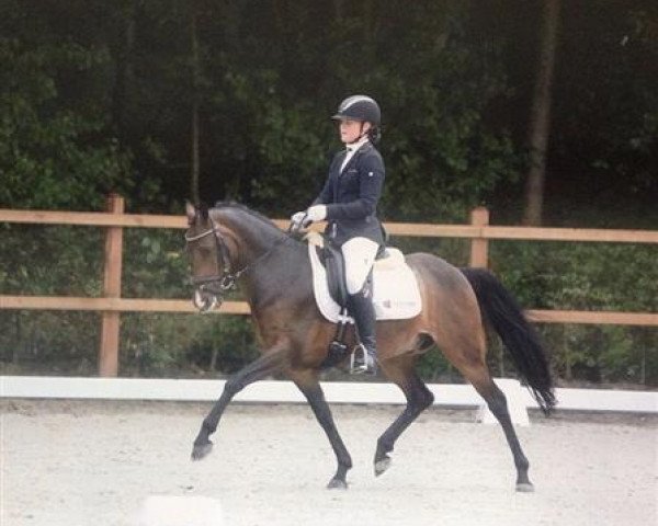 dressage horse Turfhorst Pachino (Nederlands Welsh Ridepony, 2010, from Speyksbosch Nando)