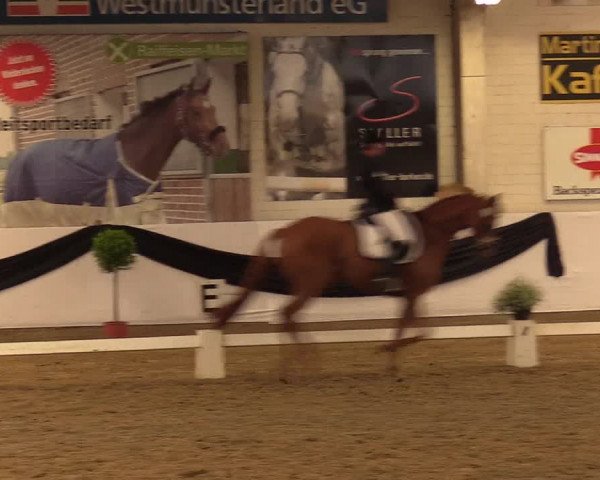 Reitturnier Borken 2017