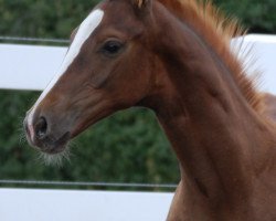 Deckhengst Beniro B (Deutsches Sportpferd, 2018, von Callaho's Benicio)