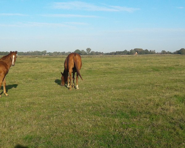 Pferd Frederike (Hannoveraner, 2018, von Floris Prince)