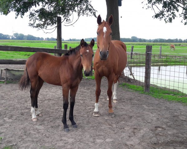 jumper Flic Flac Lady (Hanoverian, 2018, from Flic Flac) jumper Flic Flac Lady (Hanoverian, 2018, from Flic Flac)