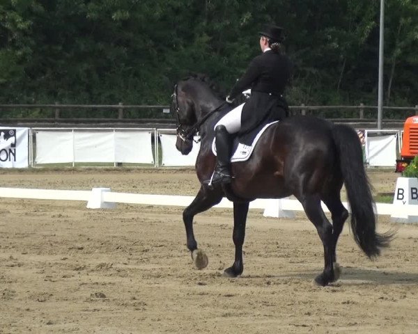 Reitturnier Frechen-Grefrath - Sonnenhof 2017