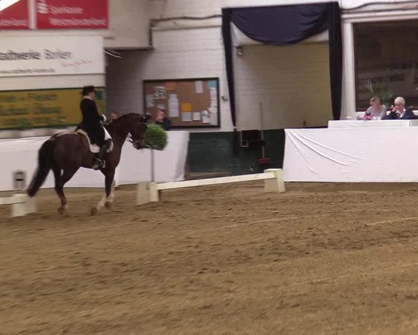 Reitturnier Borken 2017