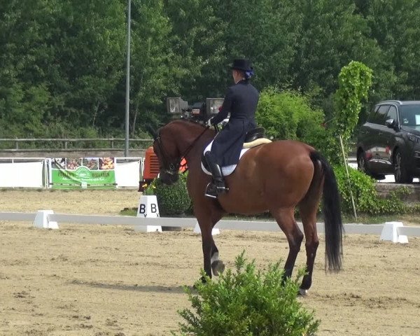 Reitturnier Frechen-Grefrath - Sonnenhof 2017