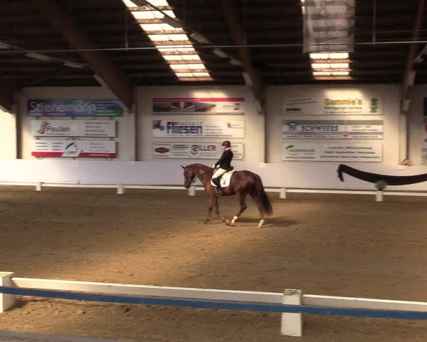 Reitturnier Borken 2017