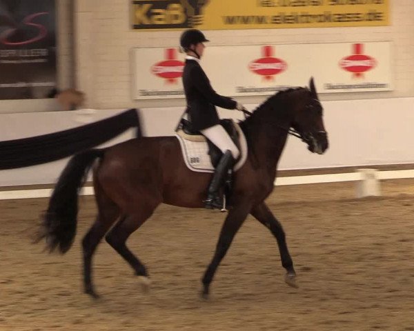 Reitturnier Borken 2017